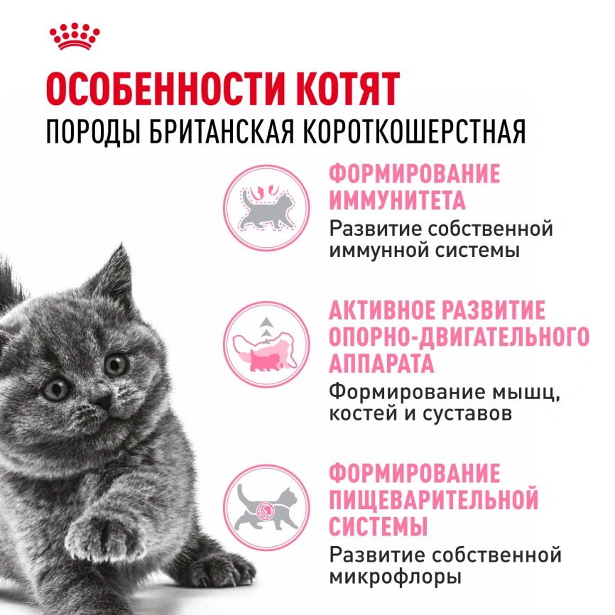 Сухой корм Royal Canin Kitten British Shorthair для котят, 400 г фото 2