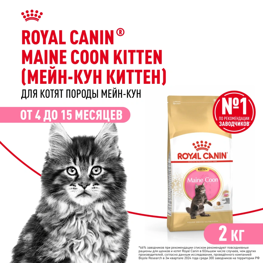 Сухой корм Royal Canin Kitten Maine Coon для котят, 2 кг фото 1