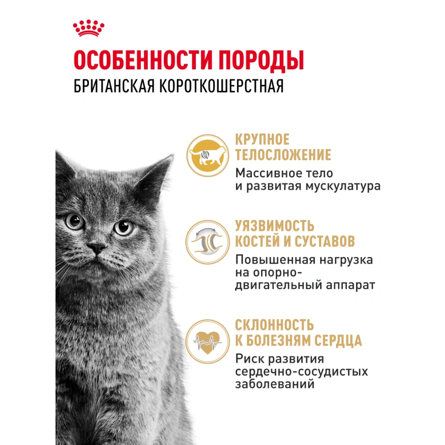 Сухой корм Royal Canin British Shorthair для кошек породы британская короткошерстная, 400 г фото 29