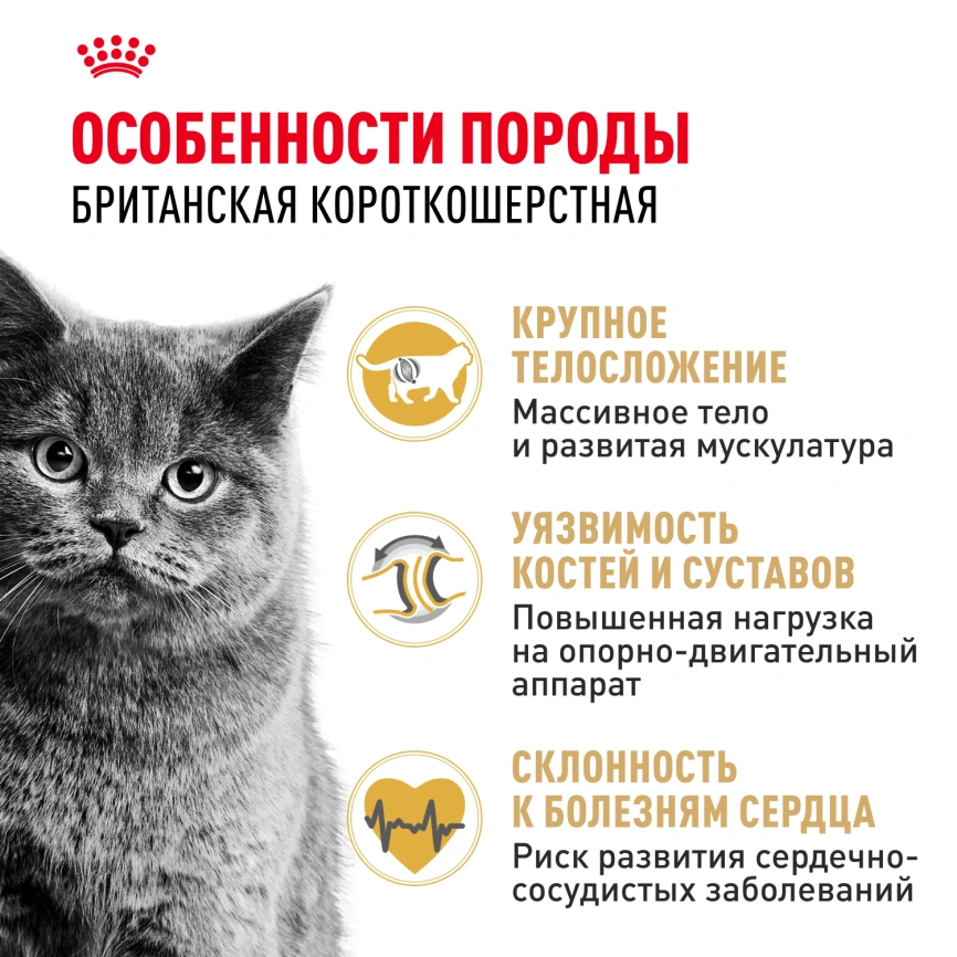 Сухой корм Royal Canin British Shorthair для кошек породы британская короткошерстная, 400 г фото 2