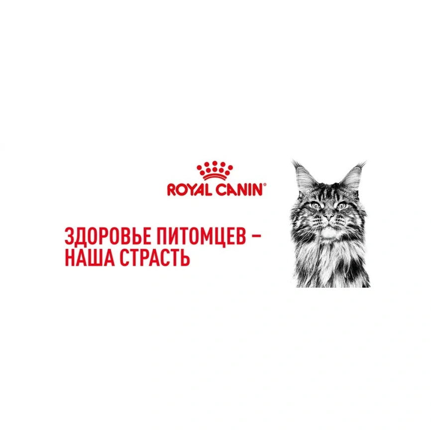 Сухой корм Royal Canin Maine Coon для кошек, 4 кг фото 19