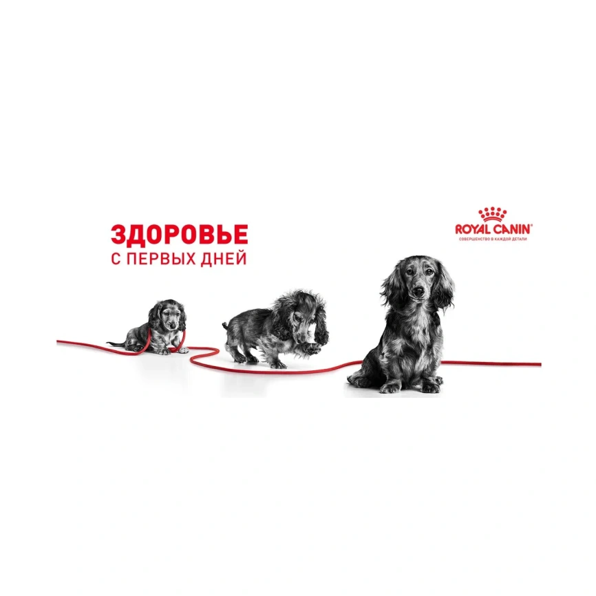 Сухой корм Royal Canin Maxi Starter Mother & Babydog для собак, 15 кг фото 7