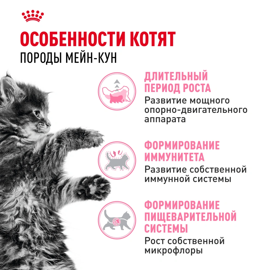Сухой корм Royal Canin Kitten Maine Coon для котят, 10 кг фото 2