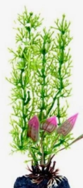 Растение-композиция Penn-Plax Stonewort-Malay Crip, 20 см